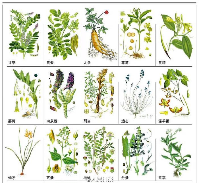 中草药图鉴合集[PDF]